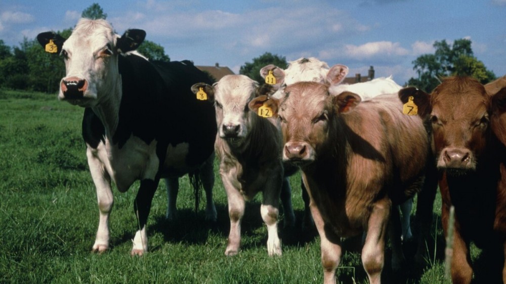 巴西牛 瘋牛病 巴西牛 瘋牛病