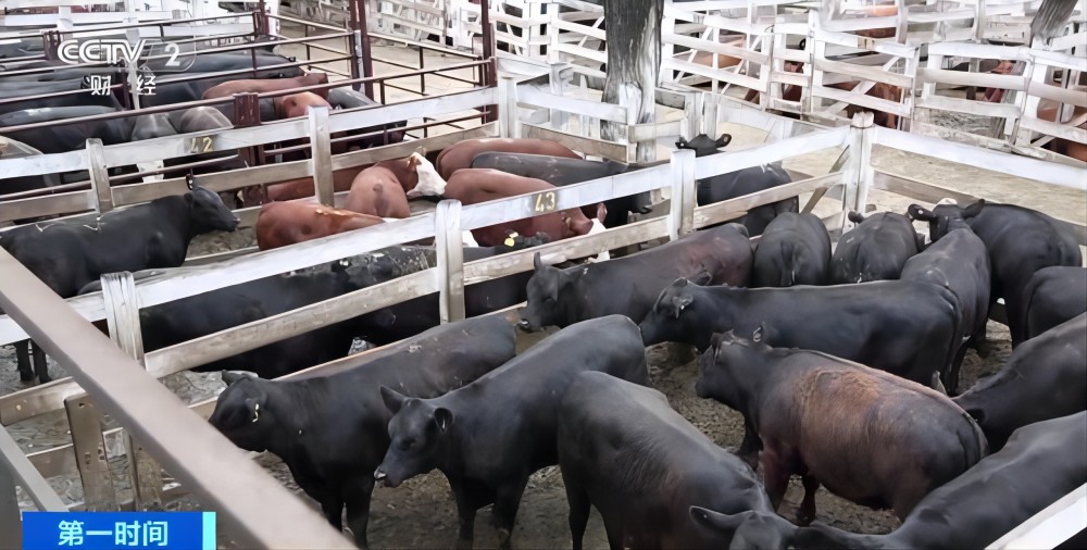 牛海綿狀腦病 巴西牛肉 牛海綿狀腦病 巴西牛肉